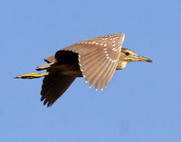 immature Black-crowned Night Heron in flight