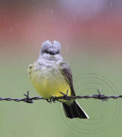 Western Kingbird in a spring rain