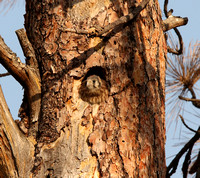 American Kestrel nestling