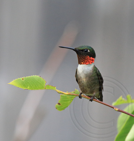 Ruby-throated Hummingbird male