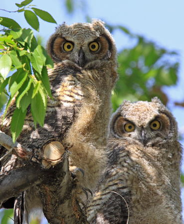 pair of young owls in a cottonwood
