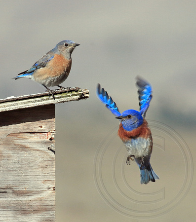 Western Bluebird pair at nest box