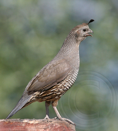 female California Quail panting on a hot summer's day