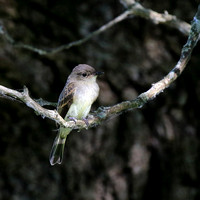 Eastern Phoebe juvenile