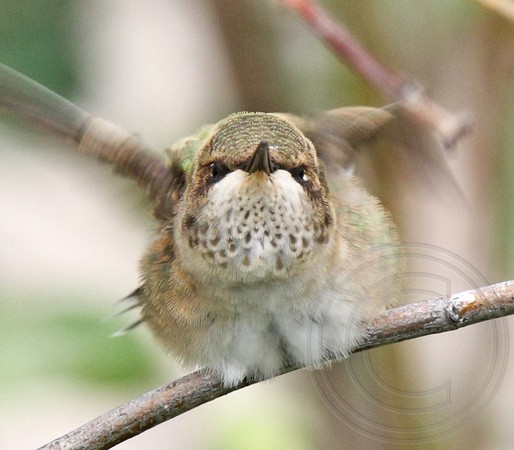 Black-chinned Hummingbird - juvenile male