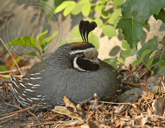 quail showing head feather is actually 3 feathers