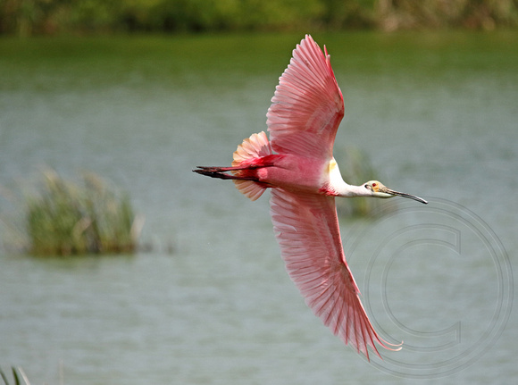 Roseate Spoonbill at High Island Rookery