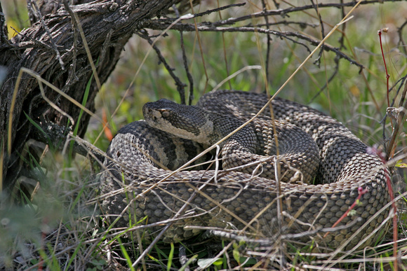 Rattlesnake hiding under a sagebrush
