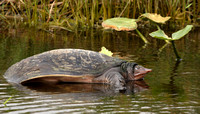 Soft-shelled Turtle