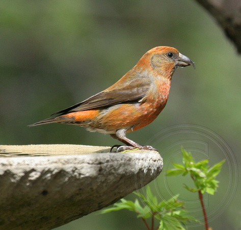 male Red Crossbill