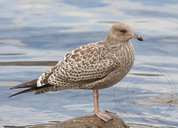 juvenile Herring Gull