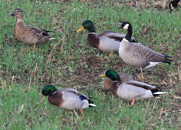 Cackler size comparison with Mallards