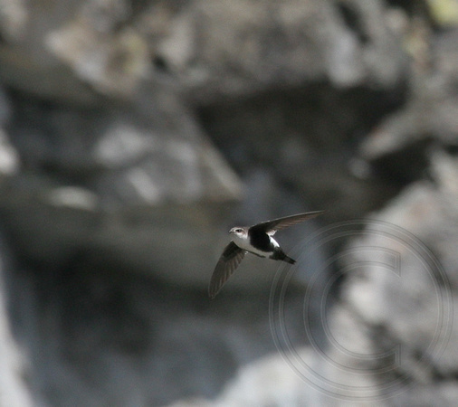 White-throated Swift with rocky backdrop