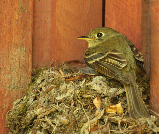 Pacific-slope Flycatcher at her nest