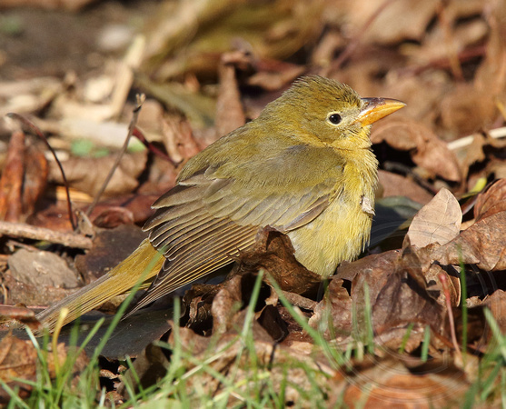 Summer Tanager in autumn