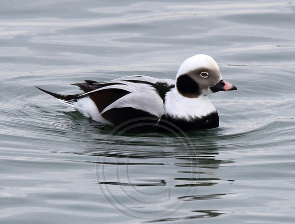 male Long-tailed Duck