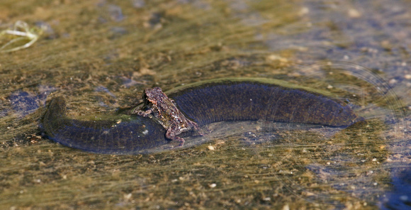 young frog on a leech