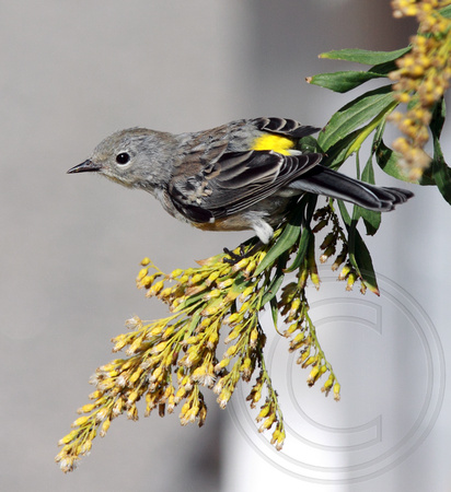 fall female Yellow-rumped Warbler