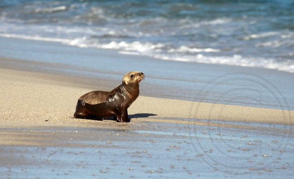 poor little baby sea lion alone on the beach (Chileno)