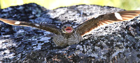 Common Nighthawk near nest - displaying
