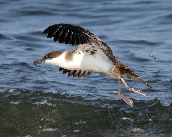 Great Shearwater coming in for a herring
