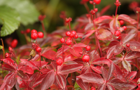 Bunchberry in fall colors - dogwood family