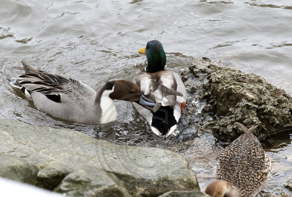 pintail attacking a mallard that got too close to his hen