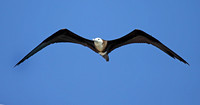 Magnificent Frigatebird hovering over fort like a welcoming committee