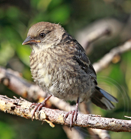 juvenile towhee with that stunned baby bird look