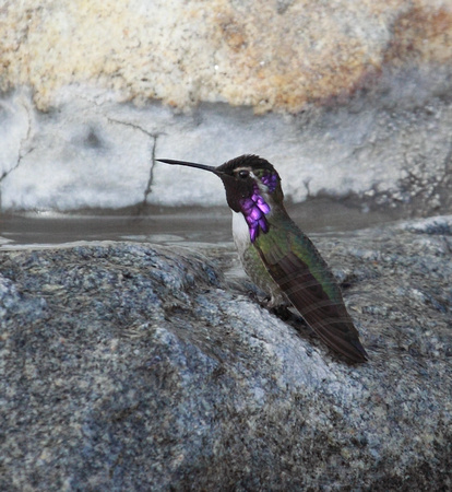 male Costa's Hummingbird
