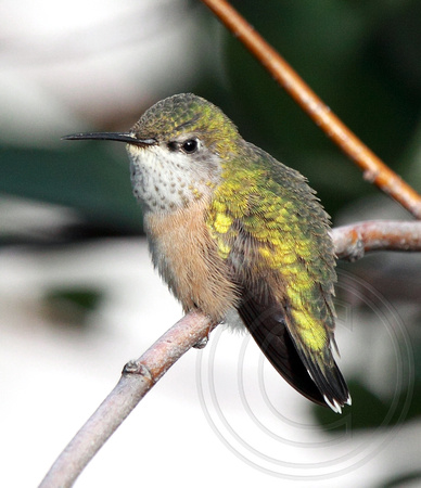 female Calliope Hummingbird