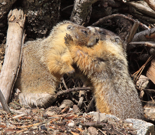 marmots wrestling - a pair?