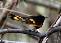 American Redstart