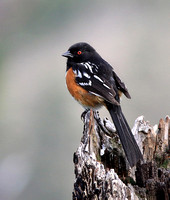 Towhees and Tanagers