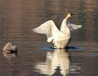 Tundra Swan flapping with immature swan to left