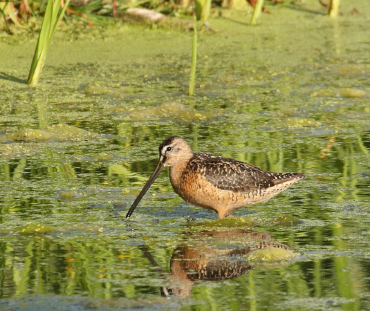 Long-billed Dowitcher in summer