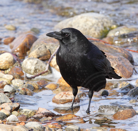 American Crow on Penticton beach, scavenging