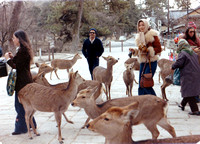 Deer Park - Nara, Japan