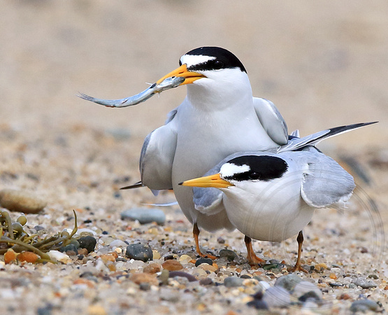 Least Tern pair