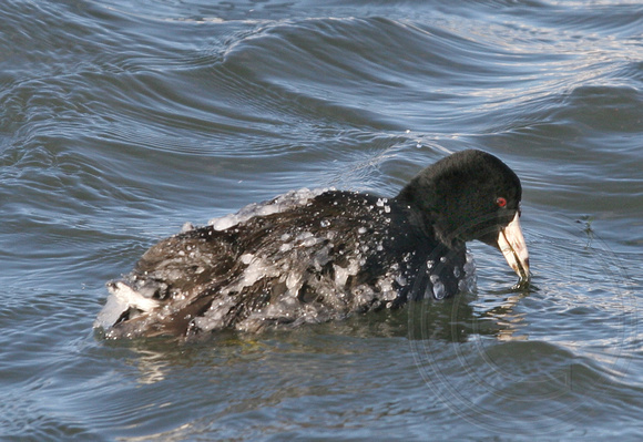 Ice Cold Coot