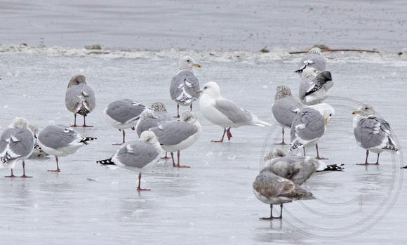 Iceland Gull, the star of the show