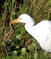 Cattle Egret with worm