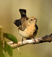 female Lazuli Bunting