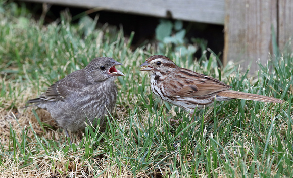 Song Sparrow feeding cowbird chick