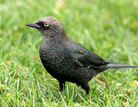 late summer Brewer's Blackbird in molt for comparison with Rusty