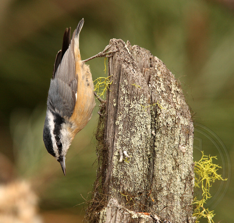 Red-breasted Nuthatch being an acrobat