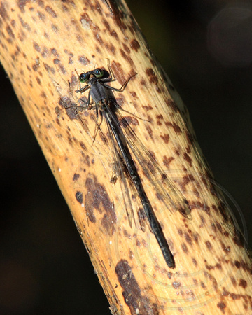 female Pacific Forktail