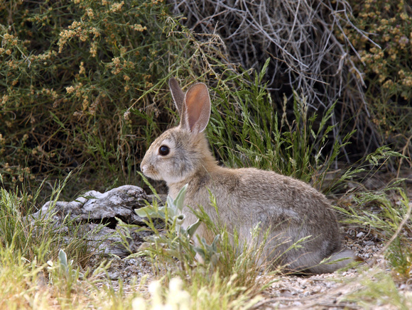 bunnies galore...cottontail near Visitor Centre