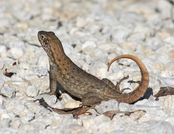 Northern Curly-tailed Lizard, Key Largo, another introduced species!