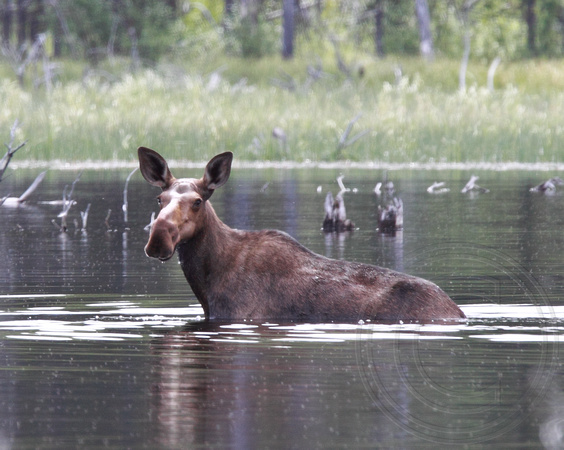Moose in Ellis Reservoir